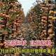 新品種嫁接梨樹(shù)苗柱狀梨苗秋月梨樹(shù)苗晚熟南方北方果樹(shù)苗密植栽培 3年苗【適合大面積種植】