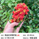 壹植四季無(wú)刺樹(shù)莓苗覆盆子金秋黃莓黑莓室內外庭院地栽南北方種植果樹(shù) 精品紅樹(shù)莓杯苗1棵20-40cm 30cm(含)-40cm(不含)