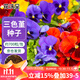 花沃里三色堇花種子約700粒 花卉種子四季草籽家庭盆栽土陽(yáng)臺庭院種植