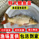 鯉魚苗活體淡水養(yǎng)殖魚苗批發(fā)附近本地特大建鯉稻花鯉魚紅尾稻田鯉魚魚苗批發(fā) 20條8-10厘米大鯉魚苗【多發(fā)10%防損】