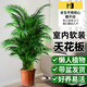 德沃多散尾葵袖珍椰子90-100cm原膠盆大型綠植室內辦公室盆栽源頭直發(fā)