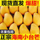 海南小臺(tái)農(nóng)芒果9斤小臺(tái)芒當(dāng)季熱帶新鮮水果現(xiàn)摘甜心小芒果整箱 9斤 【小果】試吃嘗鮮