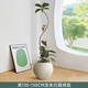 藝植藝品黑金剛橡皮樹大型盆栽室內(nèi)客廳植物庭院陽(yáng)臺(tái)好養(yǎng)綠植落地盆景 高130-150cm含米白圓球盆