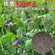優(yōu)質(zhì)果園綠肥毛苕子種子光葉紫花苕長(zhǎng)柔毛野豌豆養(yǎng)蜂蜜源牧草種籽 綠肥毛苕籽【大顆粒】十斤裝