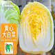 IDEAL理想農(nóng)業(yè) 黃心大白菜種子秋冬季種耐寒脆甜黃心大白菜籽蔬菜種子