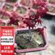 紅楓盆栽 日本紅楓老樁盆景庭院中國紅綠植 室內陽(yáng)臺觀(guān)葉植物花卉z6 紅楓盆景【1棵】 不含盆