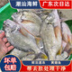 黃翅魚 黃立魚 黃墻黃蠟魚潮汕海鮮水產(chǎn)品黃腳立魚黃鰭鯛赤翅魚 3-4條1斤（去肚前500g）
