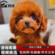 井莎泰迪犬泰迪狗活犬幼犬茶杯犬寵物狗狗活體貴賓犬迷你玩具體 寵物級 公