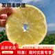 鮮青錄順豐速發(fā)福建黃金葡萄柚子平和柚多汁西柚當季現摘源頭直發(fā)包郵 4.5斤-5斤（5-7個(gè)）順豐+榨汁器