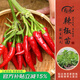 壽禾 蔬菜苗活苗帶土發(fā)貨大全菜苗種苗秋冬各種秧苗山東壽光苗子陽臺 簇生紅小米朝天椒苗 6棵