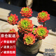 兩腿跑【送貨上門】教師節(jié)多肉植物帶盆桌面盆栽組合綠植花卉幼兒園盆栽 蒂亞(帶盆栽好)
