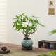 八芽盆栽發(fā)財樹植物室內(nèi)禪意招財樹盆景辦公室桌面綠植源頭直發(fā)包郵 五福發(fā)財樹-圓肚盆-密胺托盤 含盆