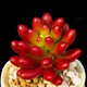 多肉植物組合盆栽小綠植花卉玉露大顆好養室內精品肉肉陽(yáng)臺喜光 虹之玉3-4cm加盆土