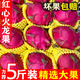 顧果鮮金都一號紅心火龍果當季孕婦新鮮水果紅肉蜜寶火龍果整箱大果 5斤 【中果】單果200-300g