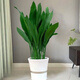 美外一葉蘭盆栽耐寒喜陰植物辦公室內庭院觀(guān)葉綠植蘭花 一葉蘭（30-50cm高）10顆 不含盆