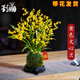 劉閣蘭花 蘭花香水文心蘭花卉盆栽 黃色帶6-7支花劍苔蘚球配底座源頭直發(fā)