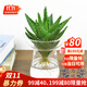 嘆為觀(guān)止紅掌發(fā)財樹(shù)金錢(qián)樹(shù)綠蘿文竹幸福樹(shù)梔子花卉吊蘭陽(yáng)臺水培綠植盆栽 真水培蘆薈 帶盆栽好