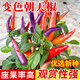 種菜記多彩小尖椒種子泡椒肉厚朝天椒辣椒種子觀賞五彩辣椒籽春季小彩椒 變色朝天椒1克