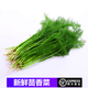 桃李村【順豐】新鮮茴香菜 現(xiàn)摘茴香苗帶根 餃子餡料新鮮蔬菜 500g