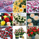 茗花潭四季播薔薇花種子爬藤月季玫瑰開花不斷爬墻庭院花卉盆栽植物花籽 混色玫瑰種子半斤
