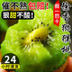 萊財多正宗徐香獼猴桃新鮮水果當季整箱孕婦綠心奇異果大果狝泥彌猴桃 中果 30個(gè)裝（單果70-90克）