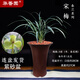 華香園春蘭老八種【宋梅】蘭花苗濃香型養蘭入門(mén)室內耐陰綠植花卉 宋梅8苗帶盆(棕高款真紫砂盆)不帶花苞