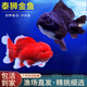 泰獅金魚(yú)活冷水魚(yú)淡水魚(yú)鎏金蘭壽紅獅金魚(yú)觀賞魚(yú)好養(yǎng)耐活魚(yú)活體魚(yú) 7-9cm紅泰獅1+黑泰獅1