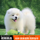 寵六福純種薩摩耶幼犬寵物狗狗活體小狗活物幼崽熊版雪橇犬 寵物級 公
