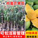 芥圃芒果樹苗 官方旗艦 嫁接芒果苗大金煌芒四季紅貴妃南方種植果樹苗 雞蛋芒果苗【帶土帶葉發(fā)貨】 2年苗 高度：60-80公分
