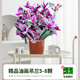 壹植油畫(huà)婚禮吊蘭垂吊植物花卉植物室內花盆栽多肉水培綠植陽(yáng)臺紫露蘭 【今日特價(jià)】精品油畫(huà)吊蘭5-8顆