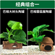 瘋狂水草魚(yú)缸水草真水草凈化魚(yú)缸造景 巴榕大樹(shù)頭蘑菇屋陶罐源頭直發(fā)包郵