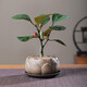 八芽盆栽小盼菩提樹植物室內(nèi)禪意盆景辦公室桌面好養(yǎng)綠植源頭直發(fā)包郵 蓮花盆菩提（含紫砂托盤）