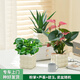 Only you【兩小時(shí)達】紅掌盆栽帶花綠蘿金錢(qián)樹(shù)萬(wàn)年青卉綠植物辦公室內好養 A款
