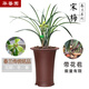 華香園春蘭老八種【宋梅】蘭花苗濃香型養(yǎng)蘭入門室內(nèi)耐陰綠植花卉 宋梅 1棵6苗 帶花苞 裸根發(fā)貨