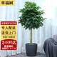 Only you【兩小時(shí)達】發(fā)財樹(shù)金錢(qián)樹(shù)散尾葵天堂鳥(niǎo)福祿桐室內盆栽開(kāi)業(yè)喬遷 單桿幸福樹(shù)