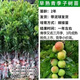 錢(qián)排銀妃三華李子樹(shù)苗嫁接水果苗紅心三月早熟李子苗蜂糖李子樹(shù)苗 【早熟】青李子3棵【帶泥球】 50-80