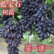 駿灝藍(lán)寶石葡萄樹苗北方南方種植盆栽地栽當(dāng)年結(jié)果巨峰特大新品果樹苗 八年苗實(shí)發(fā)兩棵【滿樹爆果】 包品種包成活包結(jié)果+肥料