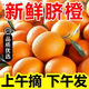 爾蝶秭歸倫晚臍橙新鮮橙子當季水果10斤整箱大果甜橙果凍冰糖手剝橙子 精選9斤裝（爆甜多汁） 70-80mm
