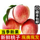 辰實(shí)【順豐】新鮮桃子 毛桃 湖北大紅脆甜水蜜桃 桃子新鮮應季水果 5斤【新鮮采摘發(fā)出】
