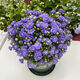 嘆為觀(guān)止丹麥風(fēng)鈴花盆栽重瓣紫色風(fēng)鈴花草室內陽(yáng)臺花卉植 紫色風(fēng)鈴花【加侖盆】
