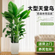 臨雅 天堂鳥室內(nèi)綠植客廳大型綠植盆栽辦公室綠蘿柱大葉植物花卉盆景 天堂鳥高1.2-1.3米+白色梯形盆