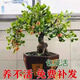 穆淳傲銀杏樹樹苗微型盆景樹樁精小型盆栽白果小老樹樁辦公室室內(nèi)綠植 銀杏果 12年苗發(fā)盆+肥2盆