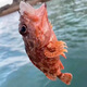 【虎頭魚】 寧波象山舟山當(dāng)天海釣虎頭魚 石九公 深海海鮮500g 虎頭魚【8-10條/斤】   1斤