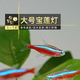 魚官兒 水草缸群游活體觀賞魚巴西寶蓮燈魚小型熱帶魚適合新手闖缸魚 2cm+大寶蓮燈5條