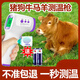 正芙堂獸用體溫計(jì)電子體溫豬 養(yǎng)豬廠牛羊狗貓寵物高精度線測(cè)量 獸醫(yī)專用【動(dòng)物專用測(cè)溫槍】送電池