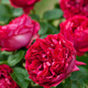 墨一藤本月季爬墻玫瑰薔薇庭院四季開花 紅色龍沙寶石1-1.2M源頭直發(fā)