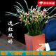 劉閣蘭花蘭花建蘭四季蘭 小國魂 現(xiàn)帶花苞出售濃香四溢室內外花卉盆栽好養(yǎng) 小國魂6苗連體帶花苞 配黑硬盆土