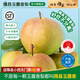 隰縣玉露香梨 【順豐】整箱香梨當(dāng)季水果山西隰縣小西天特產(chǎn) 孕婦水果送禮 9粒大果（凈重5-6斤）單果80+mm