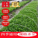 新型小拱棚支架菜棚拱桿蔬菜地實心玻璃纖維農(nóng)用豆角架育苗攀爬桿 白色  50根 7mm粗3米長實心桿