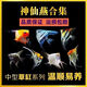 魚(yú)苗觀(guān)賞魚(yú)七彩神仙魚(yú)熱帶大型燕魚(yú)秘魯埃及好養淡水小型魚(yú)小花仙 2-3厘米燕魚(yú)混搭20條【漁場(chǎng)直發(fā)】